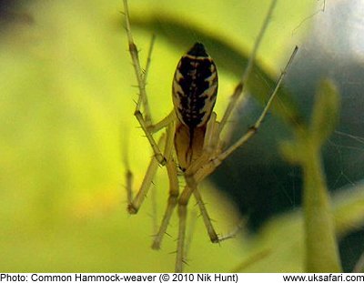 Common Hammock-weaver Spider