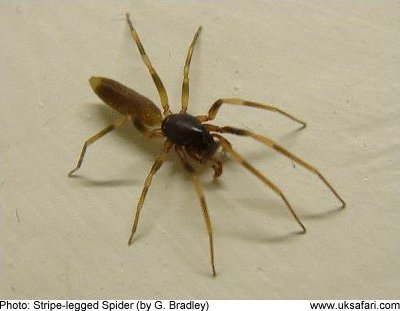 Stripe-legged Spider