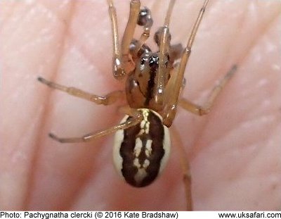 Thick-jawed Orb Weaver
