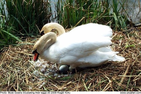 Pair of swans incubating their eggs