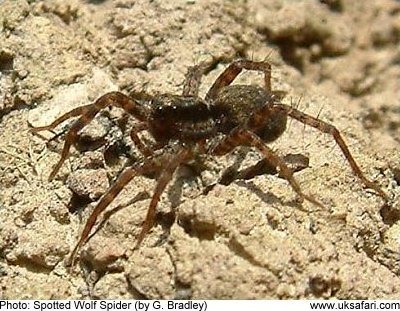 Spotted Wolf Spider