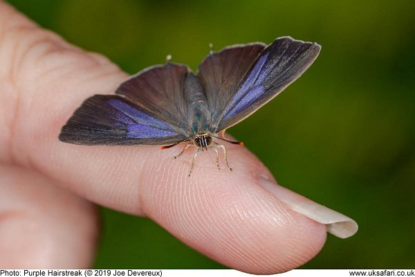 Purple Hairstreak Butterfly