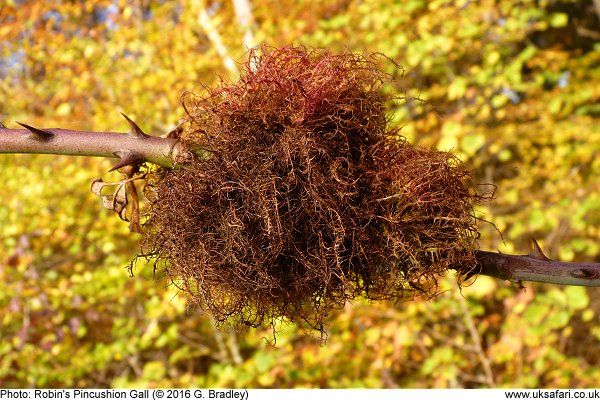 Robin's Pincushion Gall