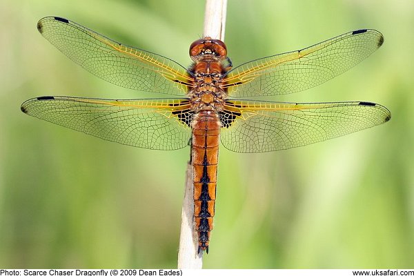 Scarce Chaser Dragonfly by Dean Eades