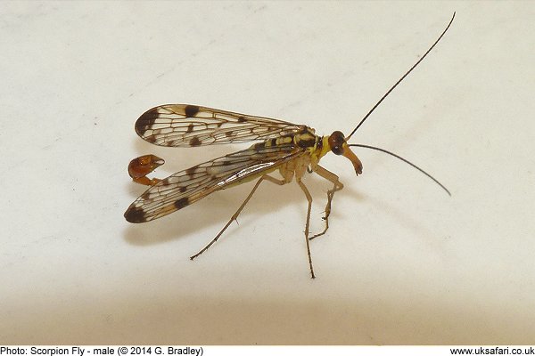 male Scorpion fly