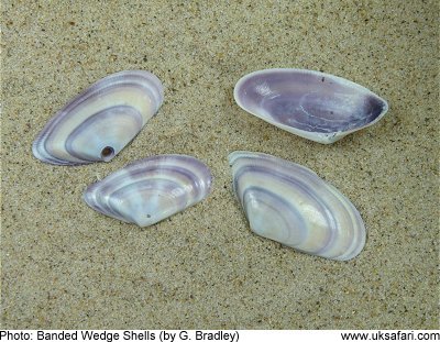 Banded Wedge Shell