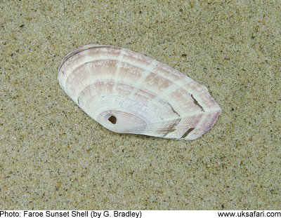 Faroe Sunset Shell