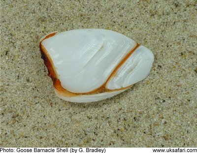 Common Goose Barnacle