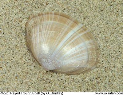 Rayed Trough Shell