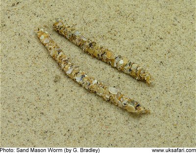 Sand Mason Worm