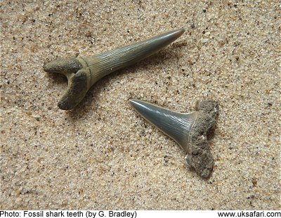 Fossil - Shark Tooth