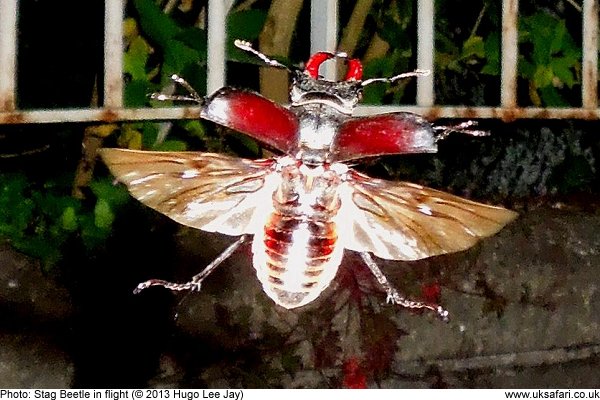 stag beetle in flight