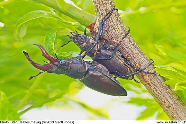 stag beetles mating