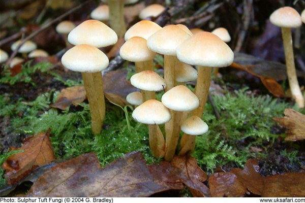 sulphur tuft fungi