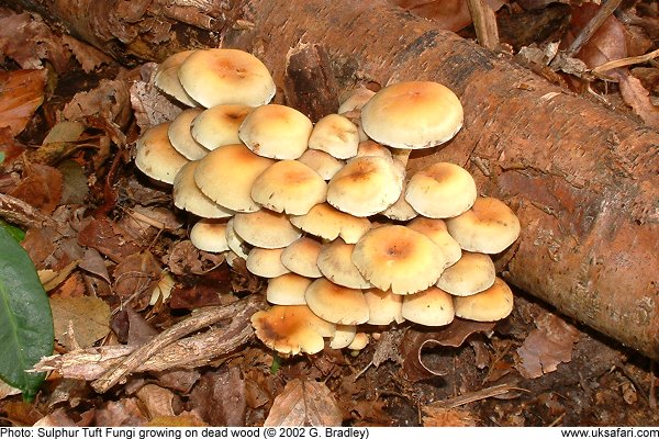 sulphur tuft fungi