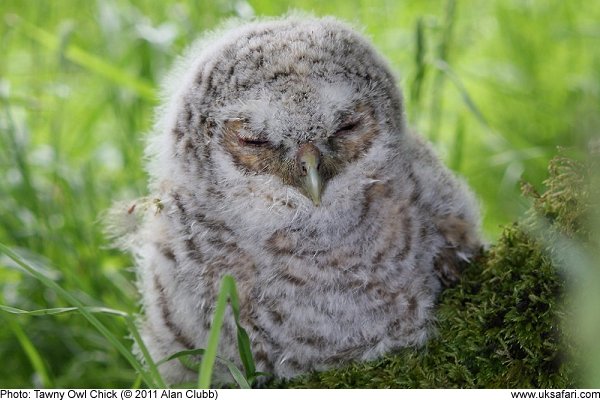 Tawny Owl Chick by Alan Clubb