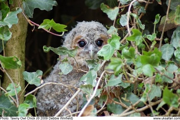 Tawny Owl Chick by Debbie Winfield