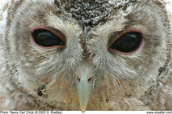 Tawny Owl Chick by G. Bradley