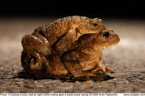 Dangerous sports - Toads crossing a road and mating