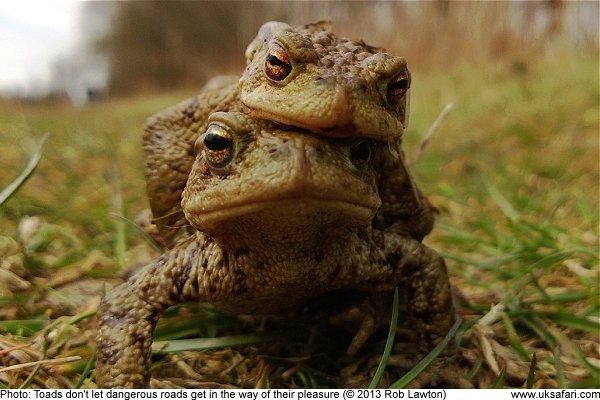 Toads mating