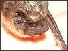 Parti-coloured Bat