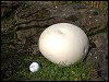 Giant Puffball