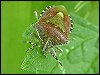 Hairy Shieldbug