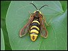 Hornet Moth