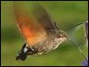 Humming-bird Hawk-moth