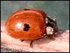 2-Spot Ladybird