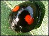 Kidney-Spot Ladybird