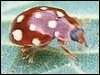 14-Spot Ladybird (cream spot)