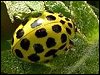 22-Spot Ladybird