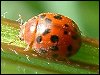 24-Spot Ladybird