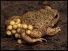 Male Midwife Toad