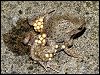 Female Midwife Toad laying eggs