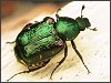 Noble Chafer