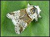 Poplar Kitten moth