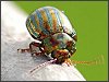 Rosemary Leaf Beetle