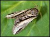 Swallow Prominent Moth