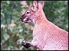 Red-necked Wallabi