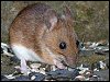 Yellow-necked Mouse