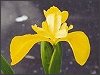 Flag / Yellow Iris