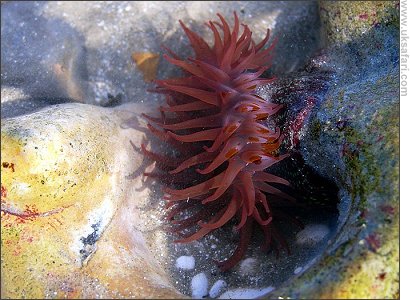 Dahlia Anemone