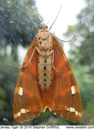 Rare Jersey Tiger moth reaches London for first time as warm