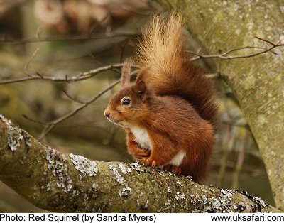 Treetop Speed Dating - UK Safari