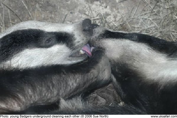 badgers-in-february-uk-safari