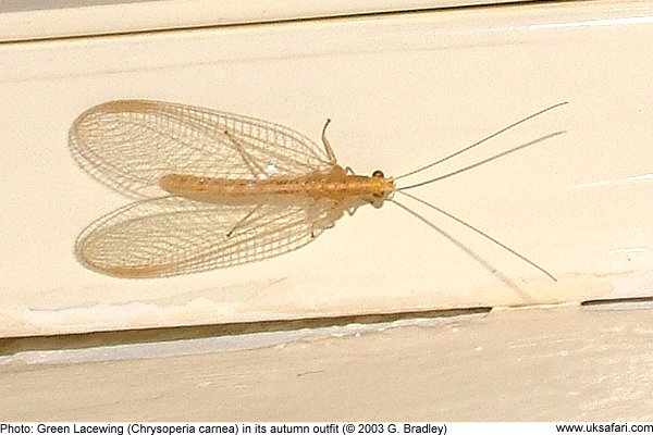 Green Lacewing in autumn pink colour by G. Bradley